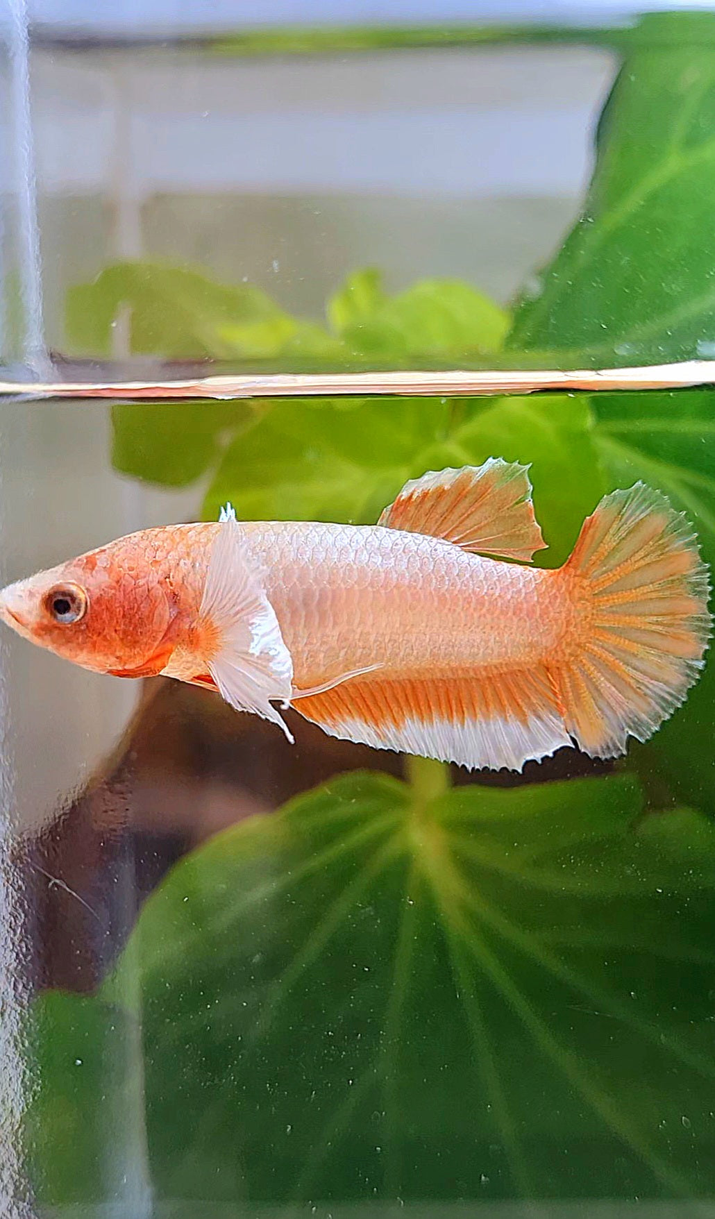 FEMALE HALFMOON DUMBO EAR ORANGE BETTA FISH