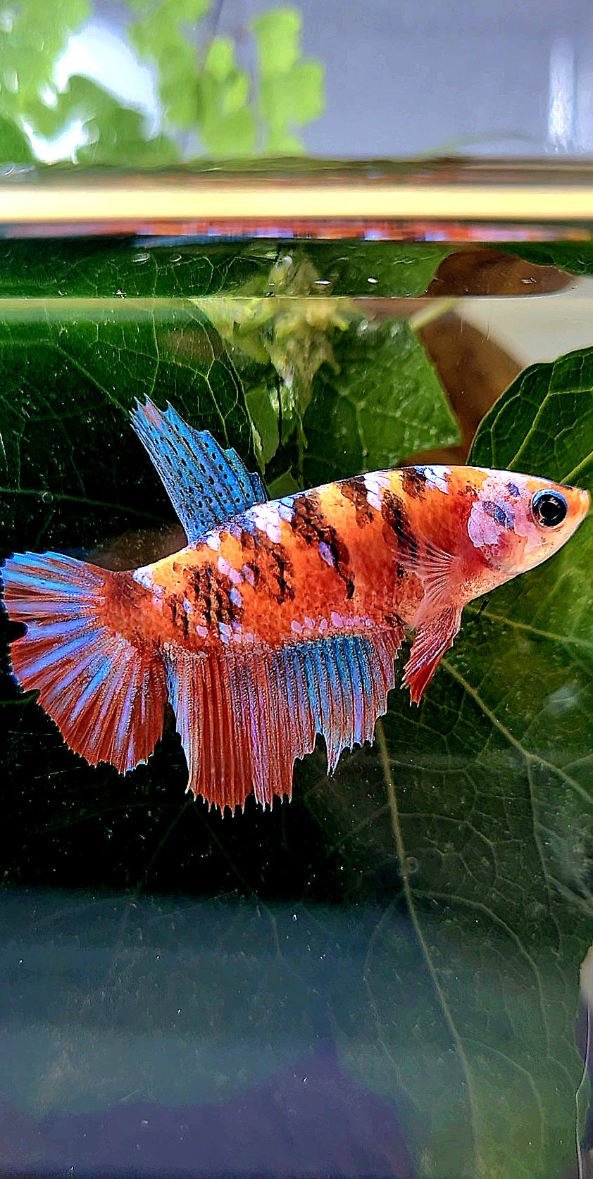 FEMALE HALFMOON RED GALAXY MULTICOLOR BETTA FISH