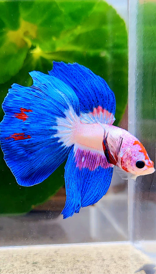 HALFMOON BLUE RIM PURPLE FLAMINGGO BETTA FISH