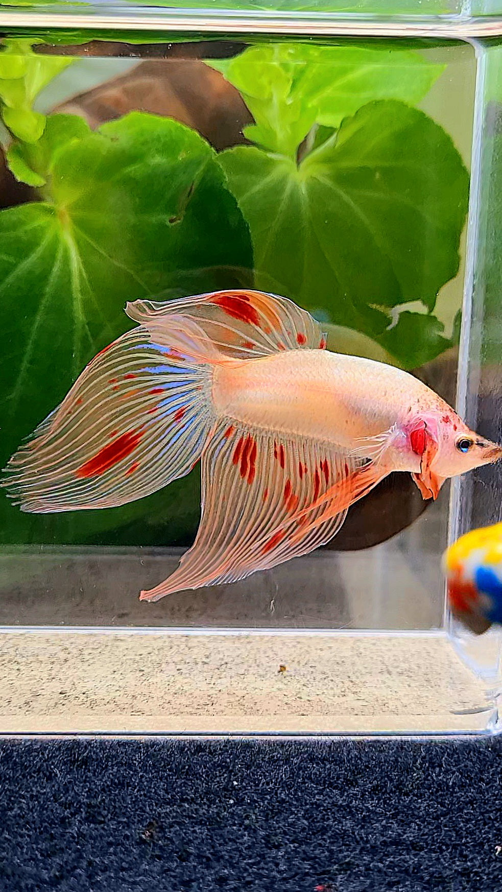 VEILTAIL ARMAGEDDON BETTA FISH