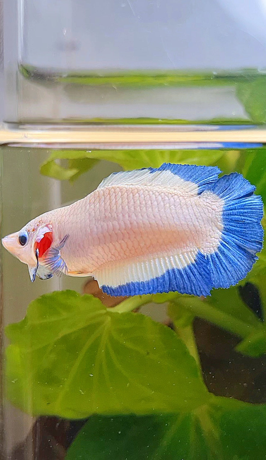 FEMALE PLAKAT DOUBLE TAIL BLUE RIM BUTTERFLY BETTA FISH