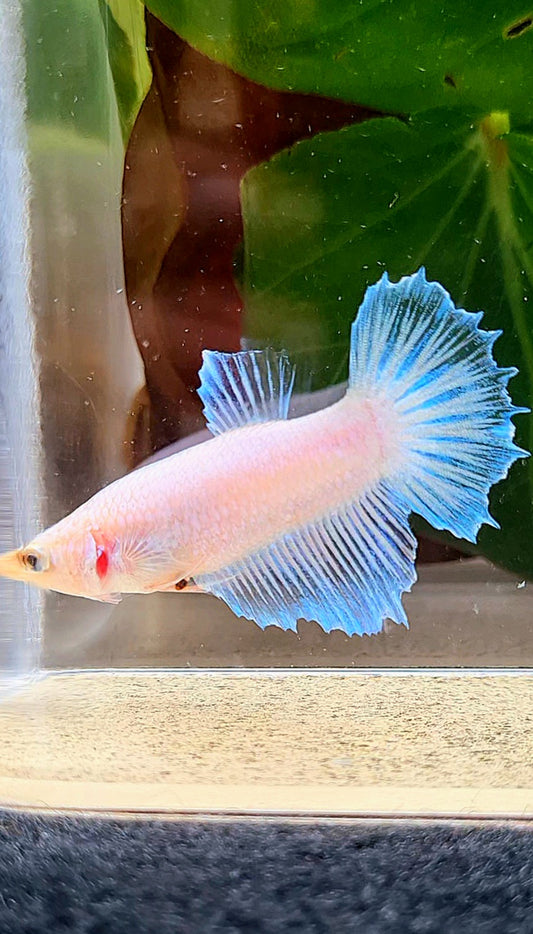 FEMALE HALFMOON WHITE CELLOPHANE BETTA FISH