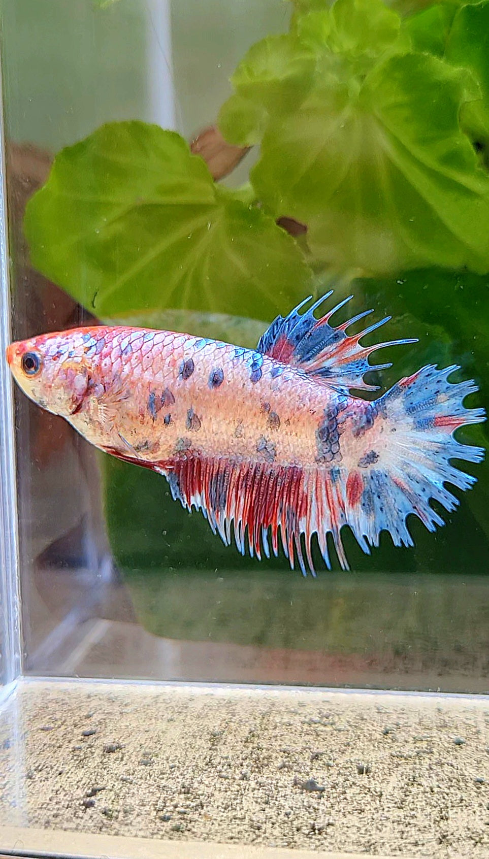FEMALE CROWNTAIL CANDY MULTICOLOR BETTA FISH