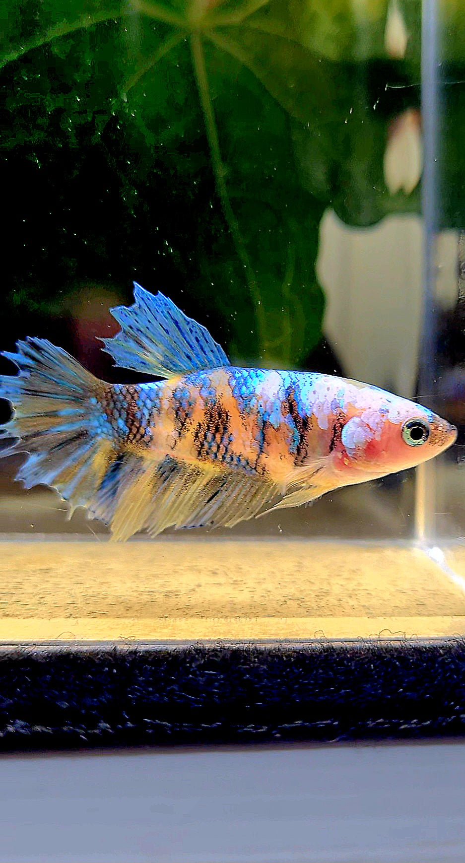 FEMALE HALFMOON YELLOW KOI GALAXY MULTICOLOR BETTA FISH