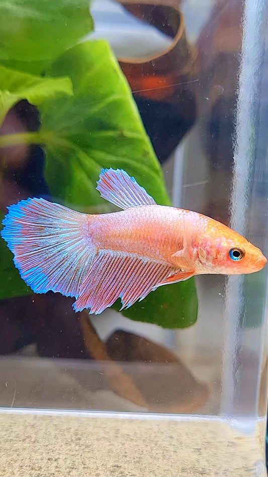FEMALE HALFMOON PINK FLAMINGGO BETTA FISH