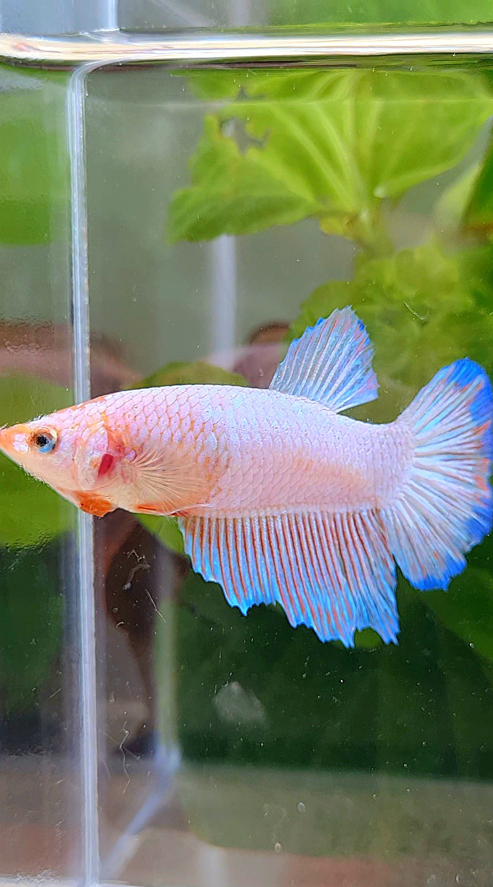 FEMALE HALFMOON PINK FLAMINGGO BLUE RIM BETTA FISH