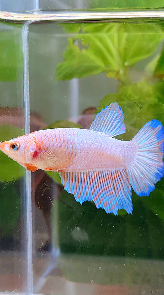 FEMALE HALFMOON PINK FLAMINGGO BLUE RIM BETTA FISH