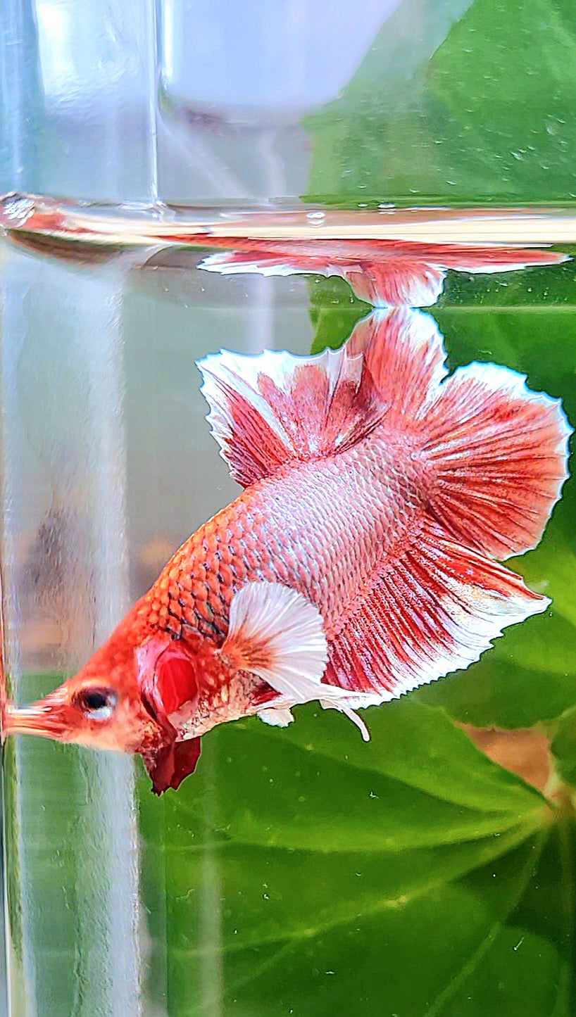 PLAKAT DOUBLE TAIL BIG EAR RED LAVENDER BETTA FISH
