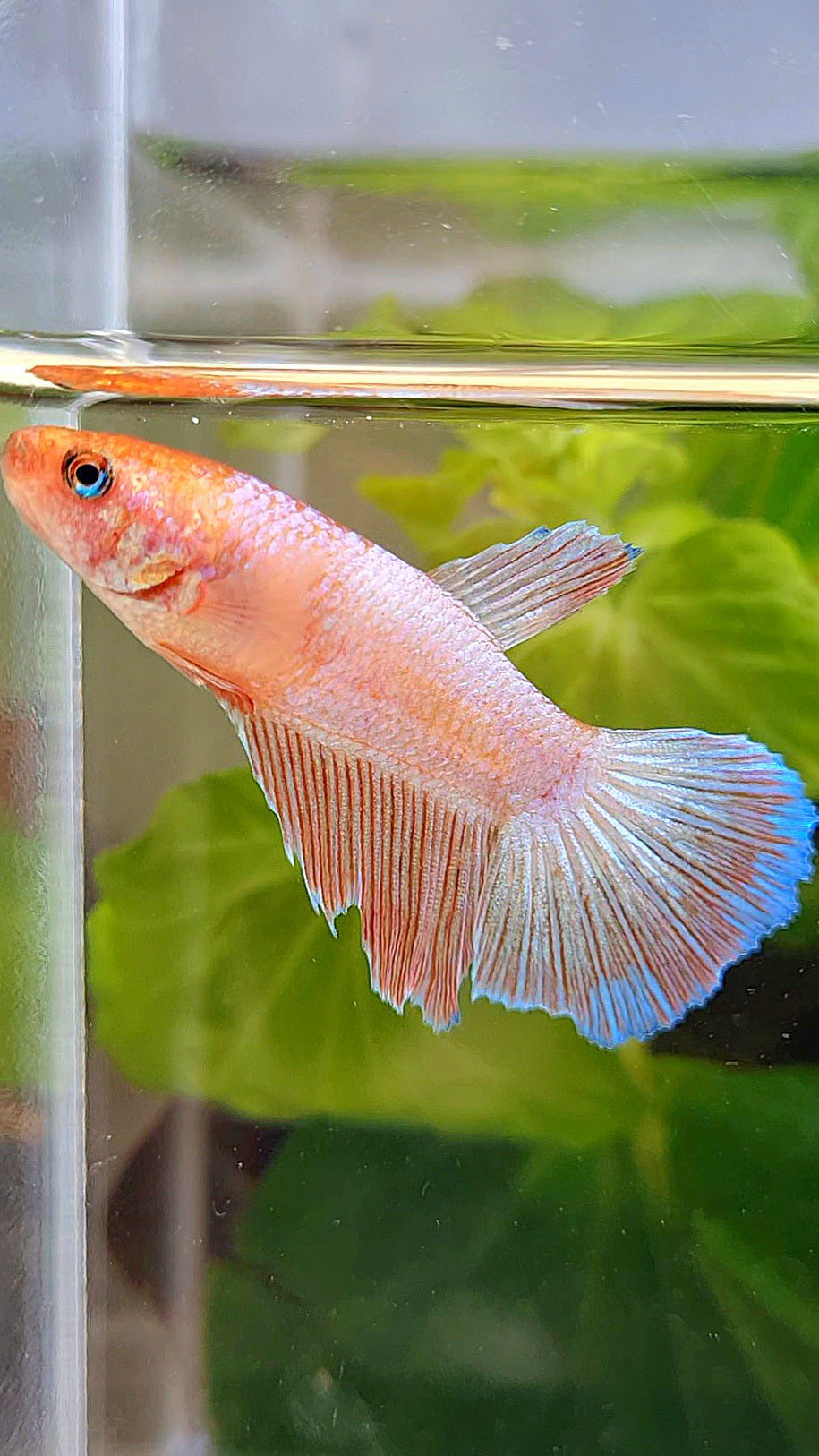 FEMALE HALFMOON PINK FLAMINGGO BETTA FISH