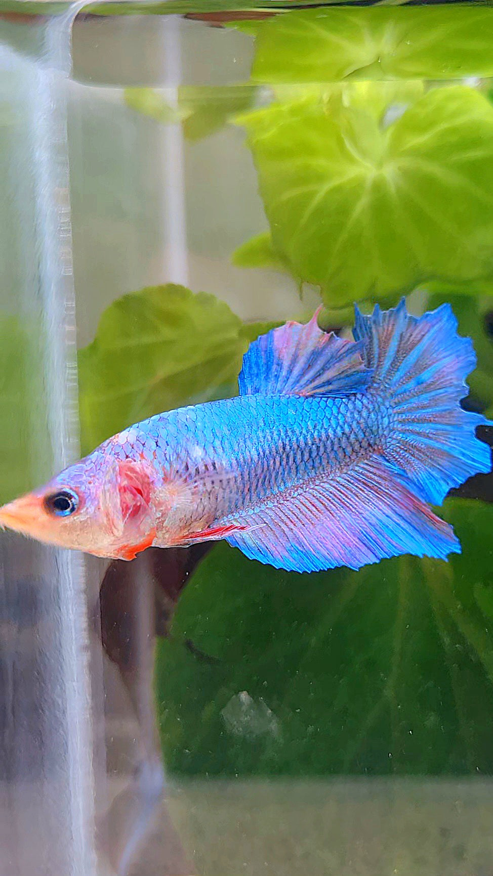 FEMALE HALFMOON BLUE BETTA FISH