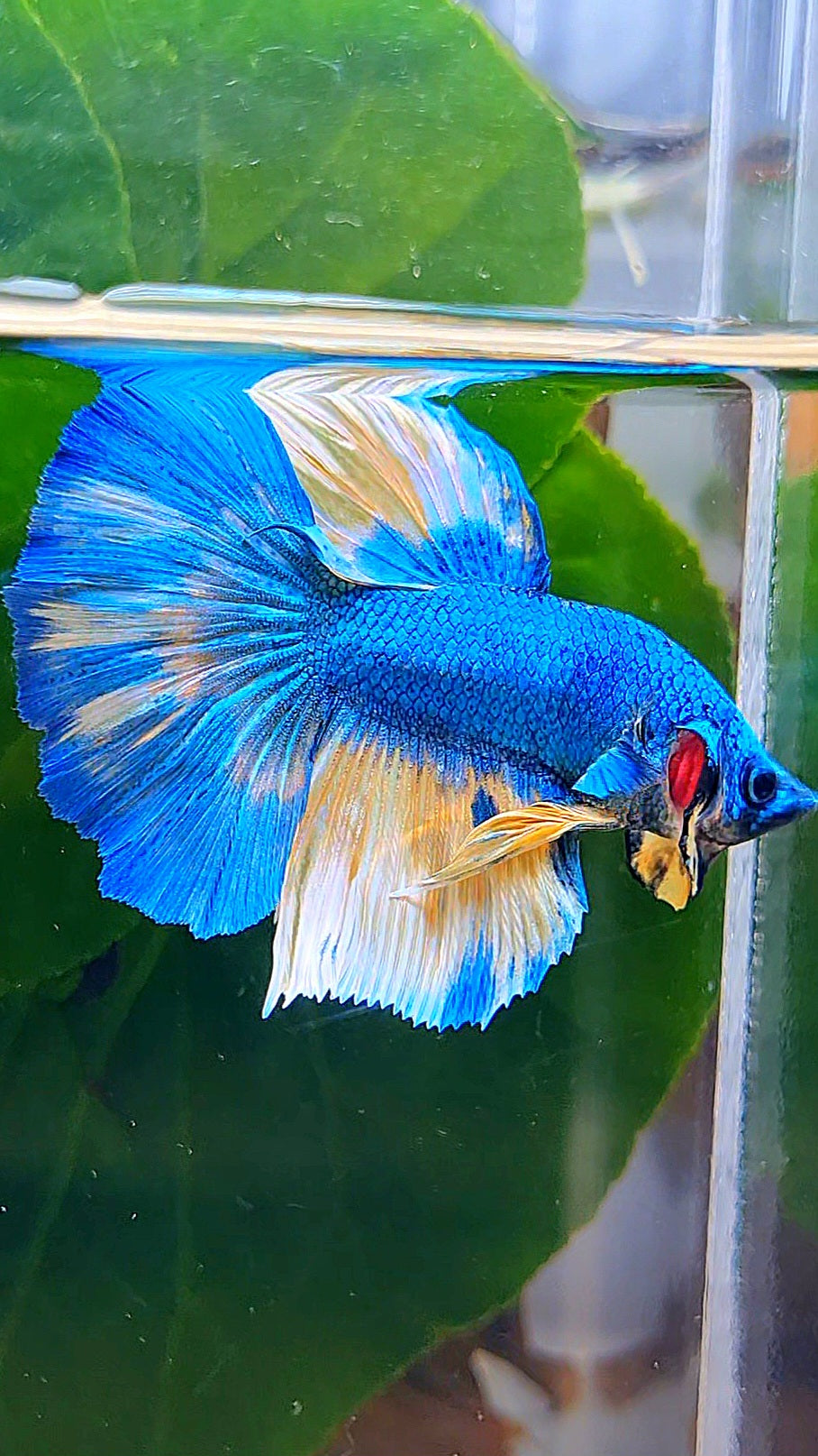 HALFMOON BLUE YELLOW PATTERN UNIQUE BETTA FISH