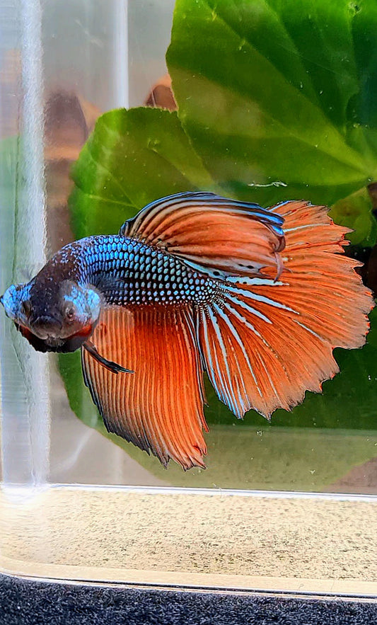 HALFMOON IMBELIS ORANGE GREEN HYBRID WILD BETTA FISH