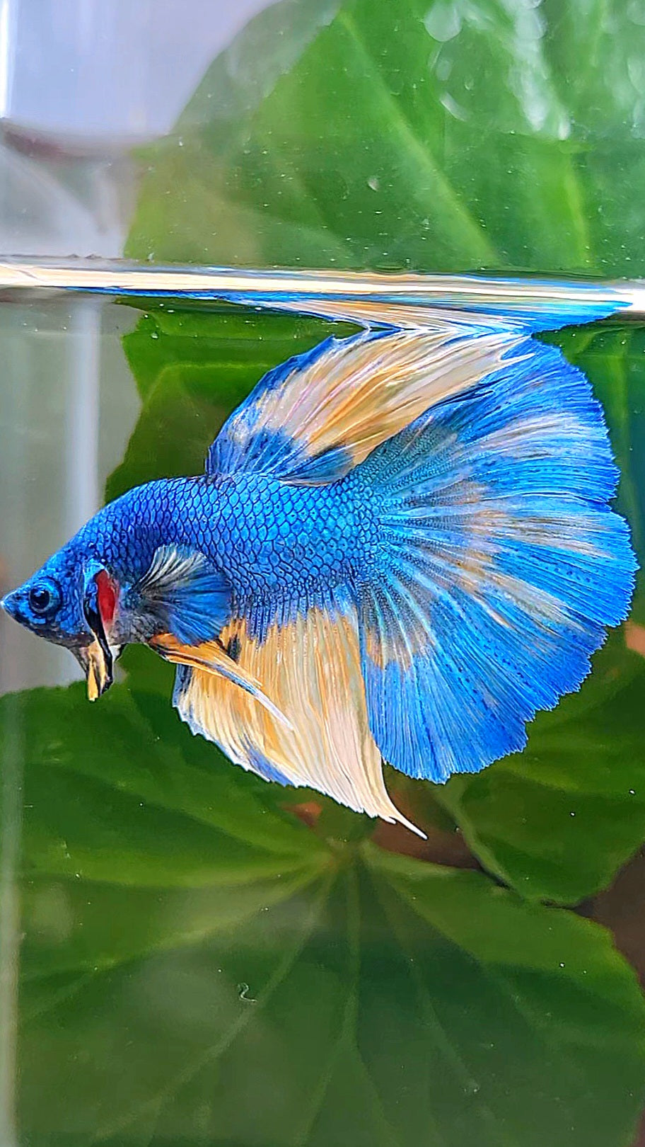HALFMOON BLUE YELLOW PATTERN UNIQUE BETTA FISH
