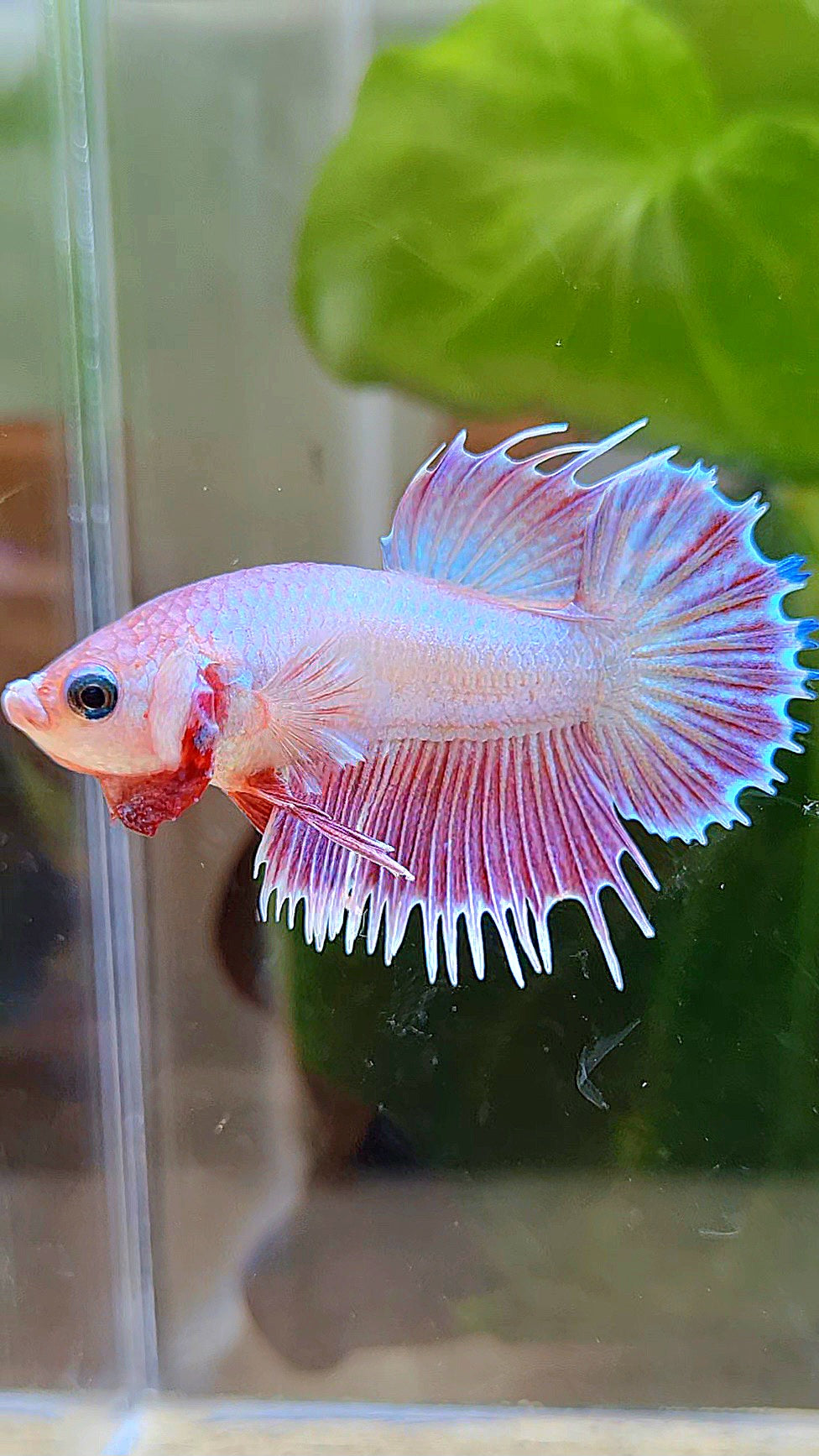LUXURY CROWNTAIL PLAKAT PINK UNICORN BETTA FISH
