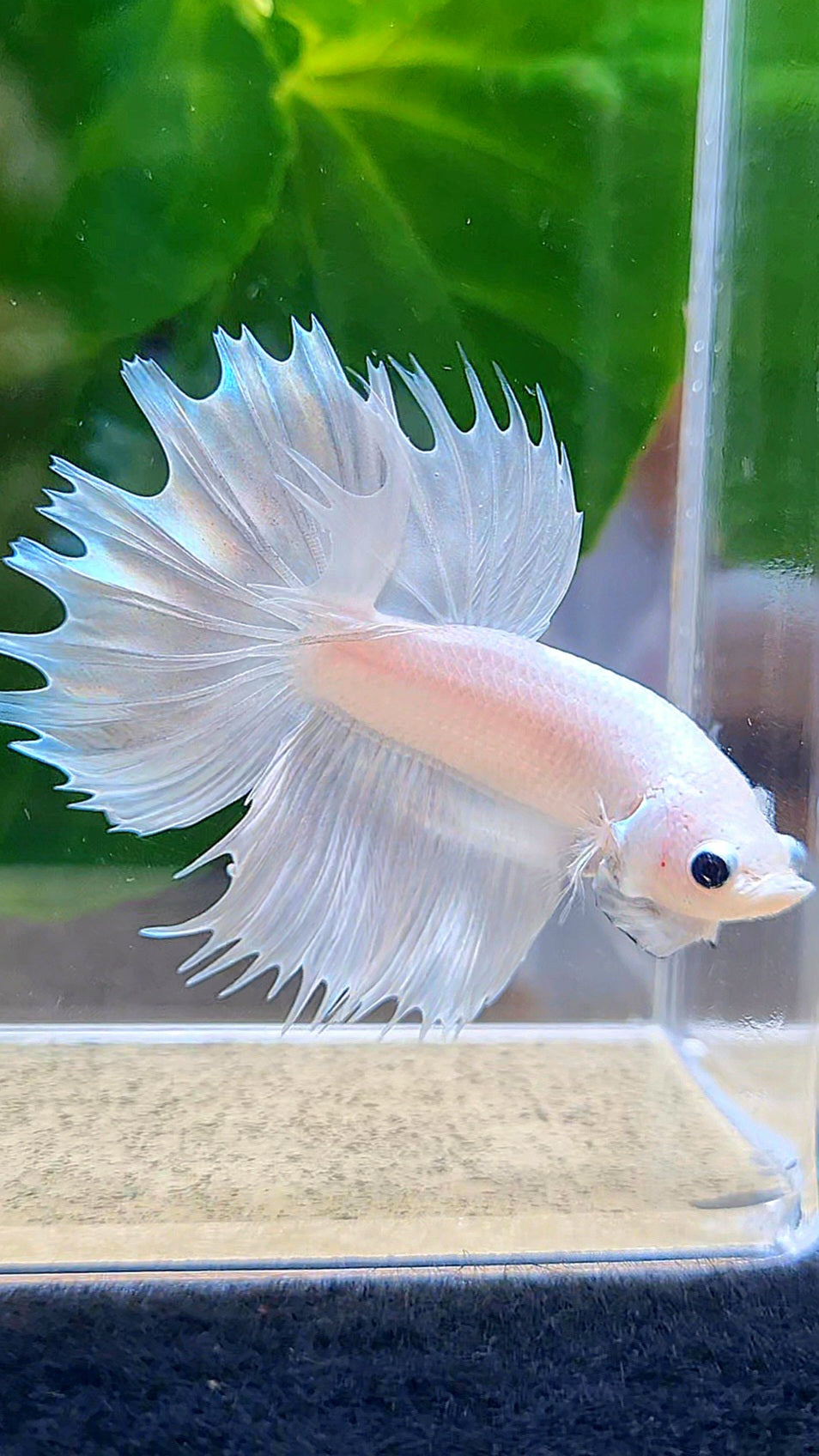 HALFMOON CROWNTAIL HALFSUN WHITE PLATINUM BETTA FISH