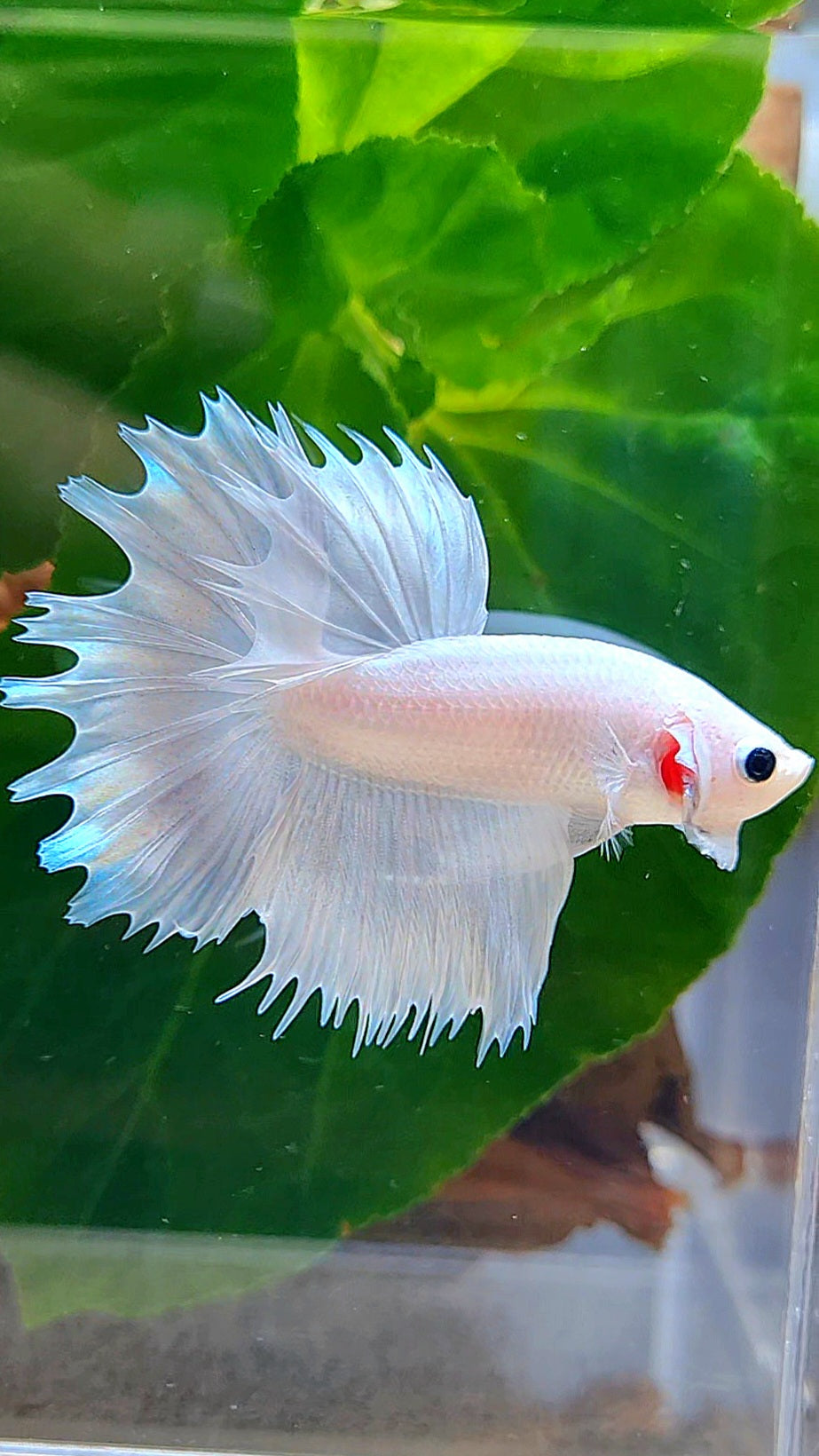 HALFMOON CROWNTAIL HALFSUN WHITE PLATINUM BETTA FISH
