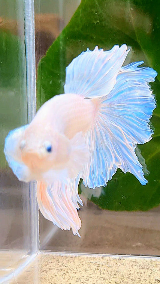 HALFMOON ROSETAIL WHITE BETTA FISH