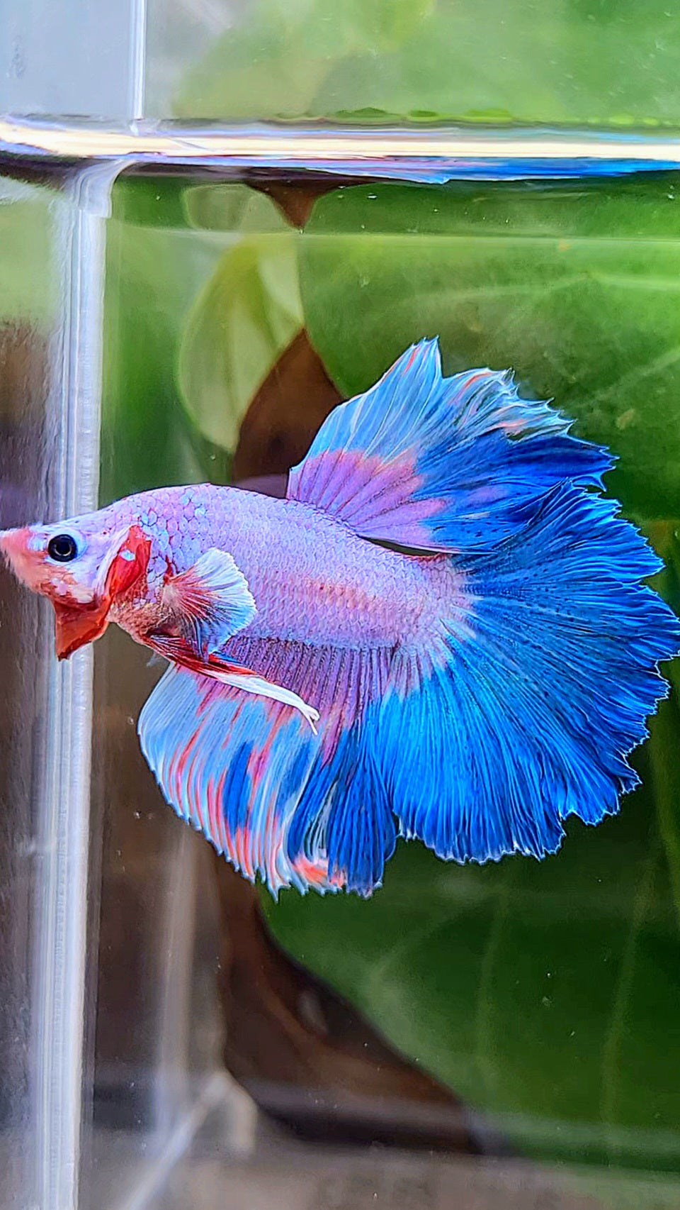 HALFMOON ROSETAIL PINK PURPLE BLUE RIM FLAMINGGO BETTA FISH