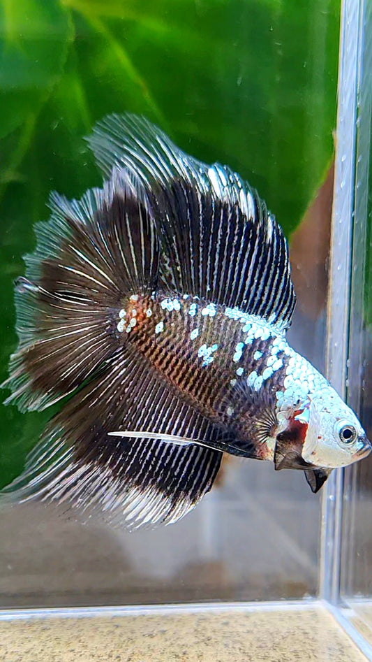 LUXURY HALFMOON DOUBLE TAIL BLACK MAMBA SNOW MASKING BETTA FISH