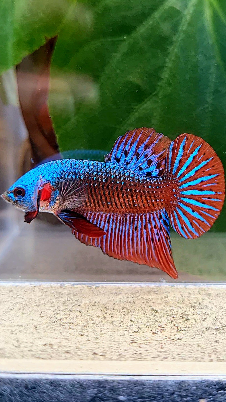 PLAKAT ALIEN BLUE GREEN HYBRID WILD BETTA FISH