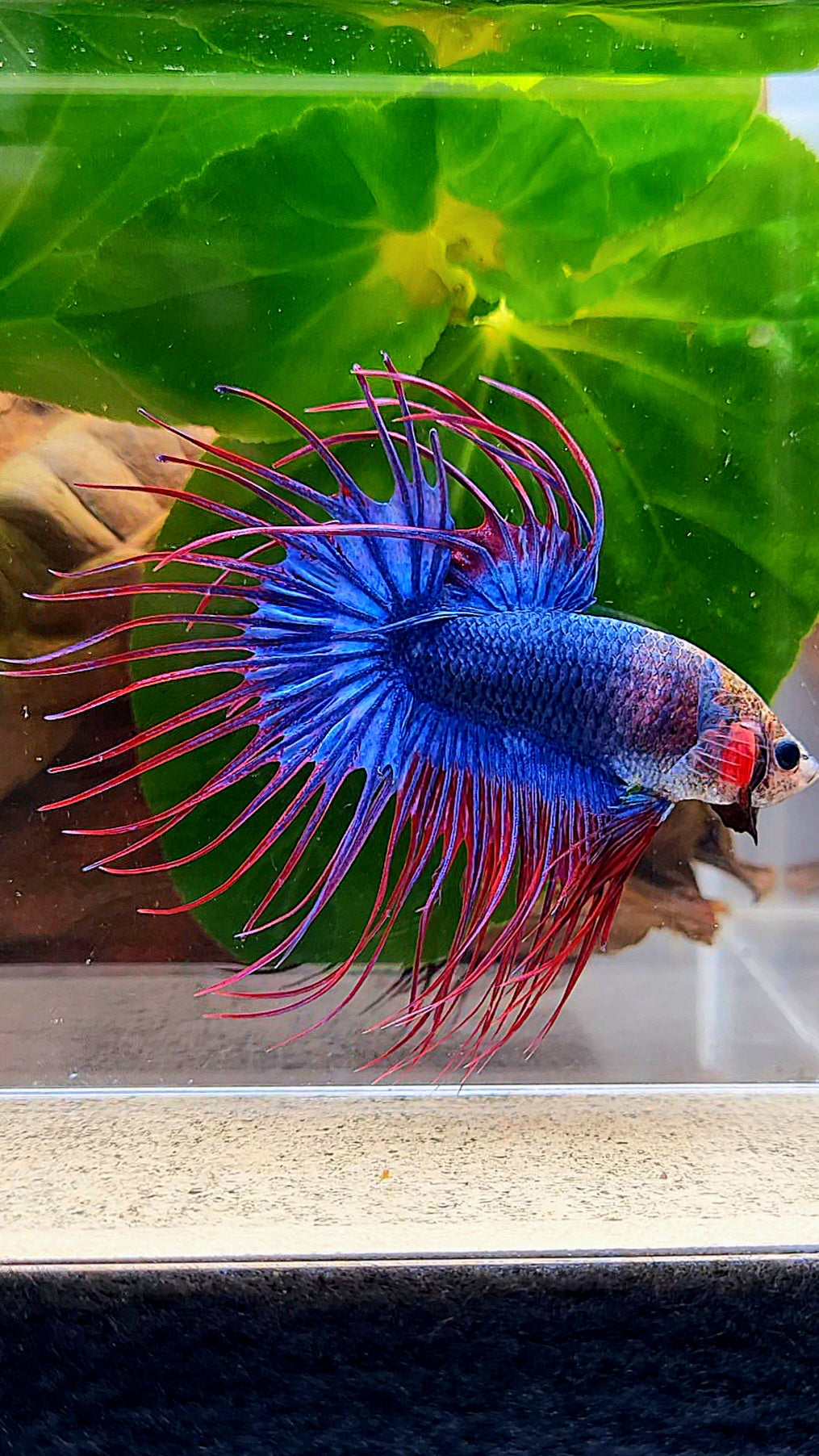 CROWNTAIL BLUE PURPLE MASCOT MONKEY FACE BETTA FISH