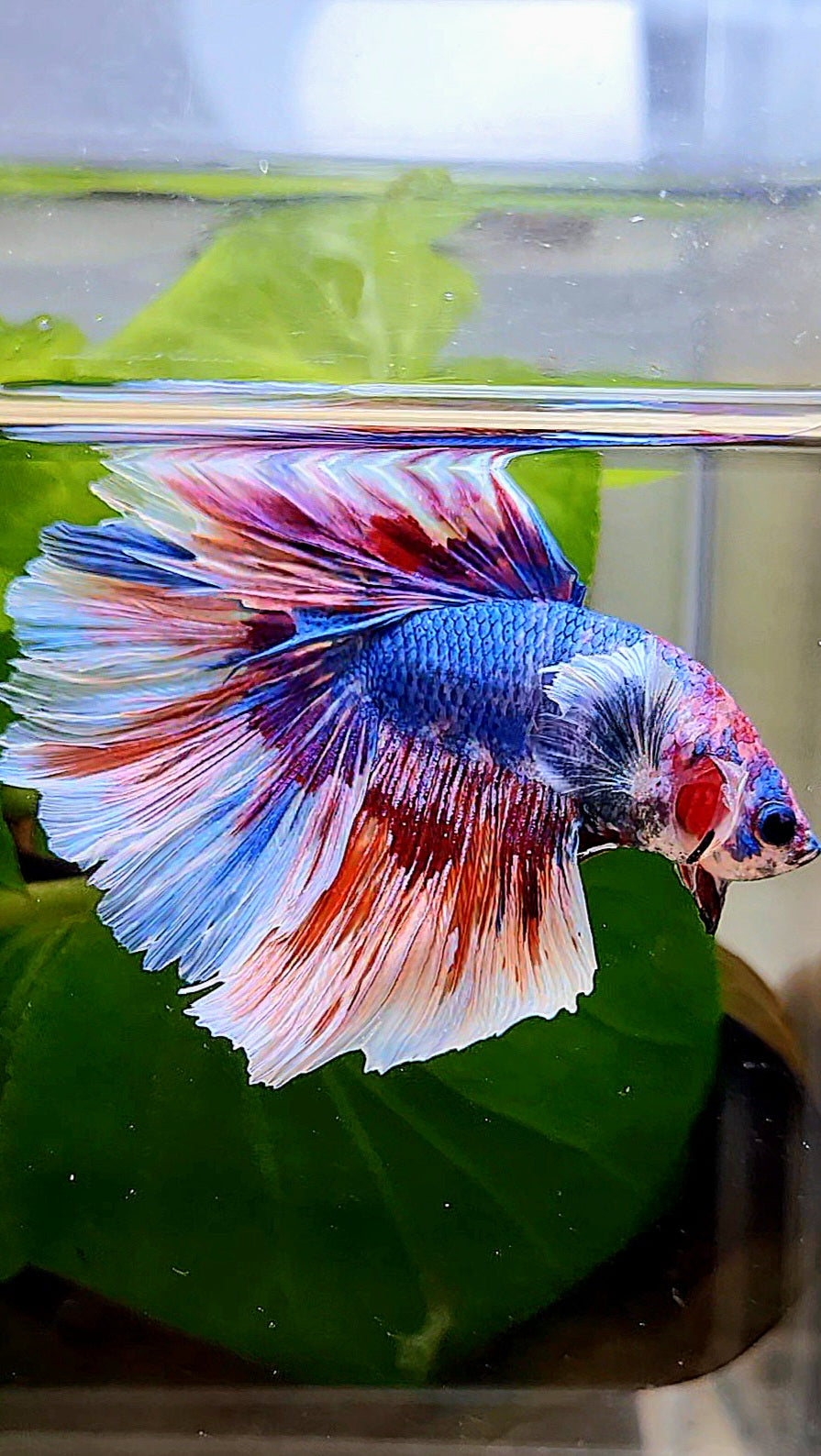 XL HALFMOON ROSETAIL BIG EAR BLUE FANCY MULTICOLOR BETTA FISH