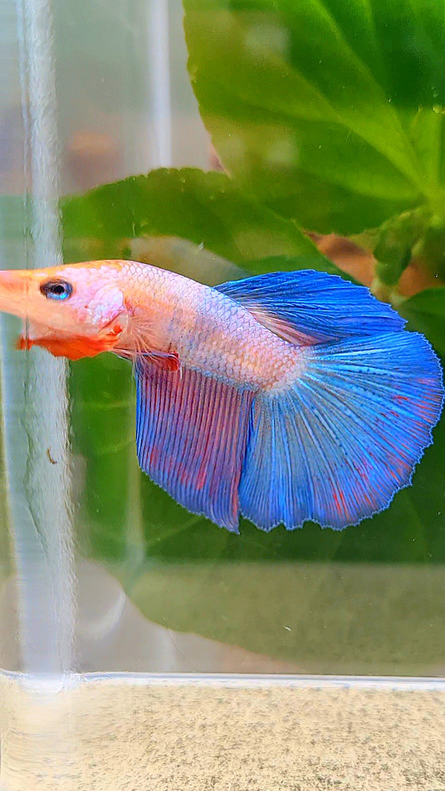 HALFMOON FANCY BLUE PURPLE FLAMINGGO BETTA FISH