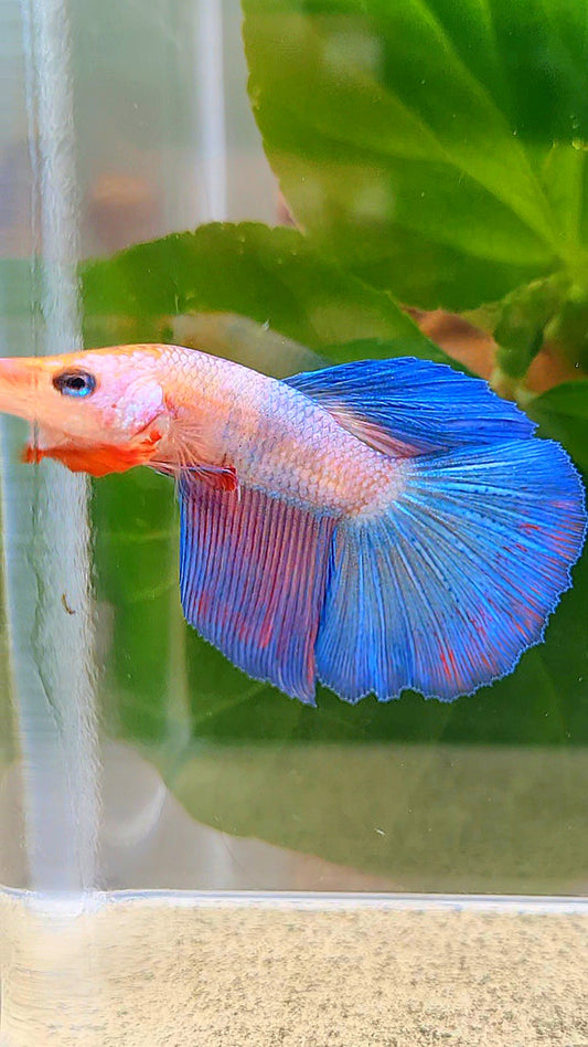 HALFMOON FANCY BLUE PURPLE FLAMINGGO BETTA FISH