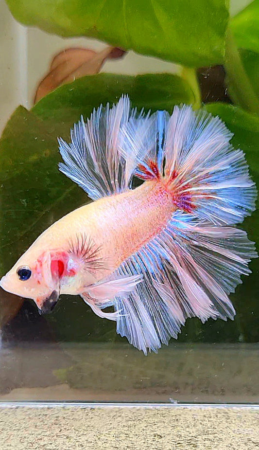 KING ROSETAIL HALFMOON WHITE CELLOPHANE UNIQUE BETTA FISH