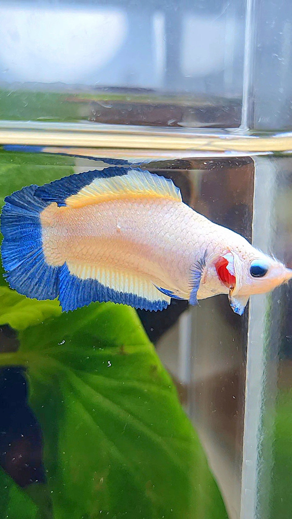 FEMALE PLAKAT DOUBLE TAIL BLUE RIM BUTTERFLY BETTA FISH