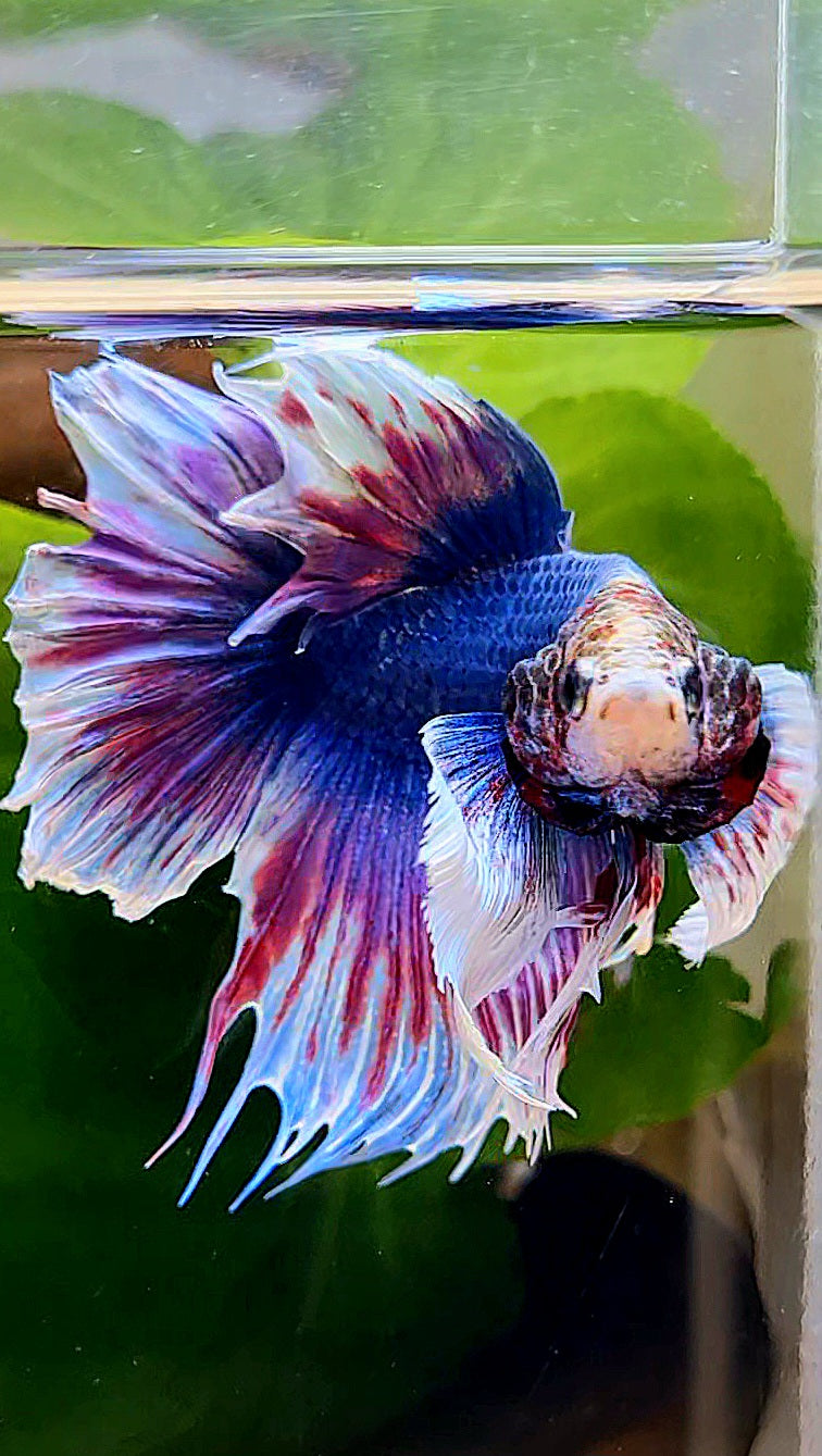 HALFMOON DUMBO EAR PURPLE BLUE FANCY BETTA FISH