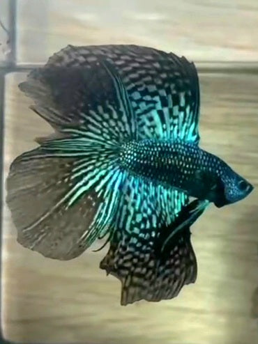 LUXURY HALFMOON DOUBLE TAIL GREEN ALIEN HYBRID WILD BETTA FISH