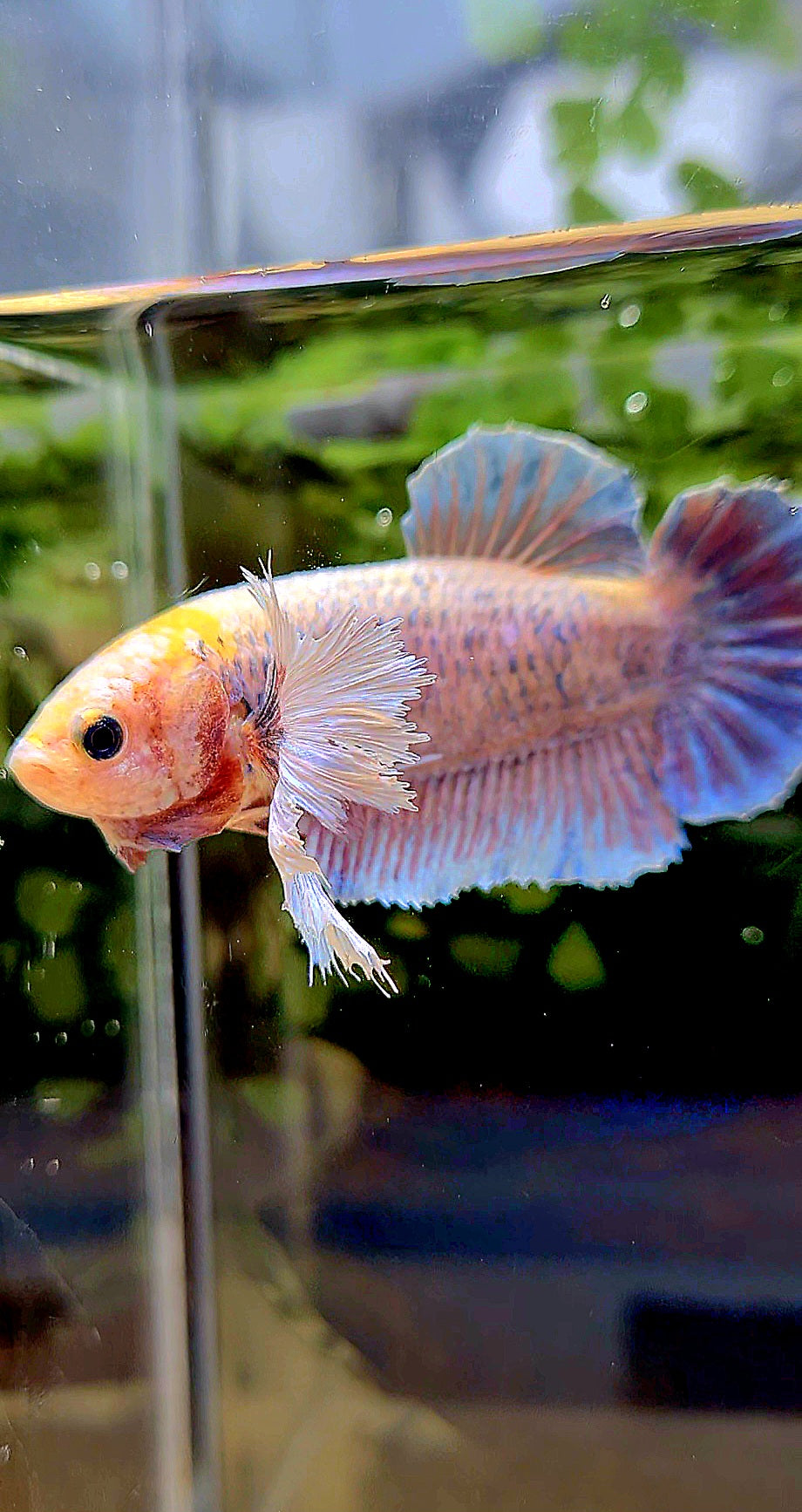 FEMALE KING PLAKAT DUMBO ONE EAR YELLOW MASCOT BETTA FISH