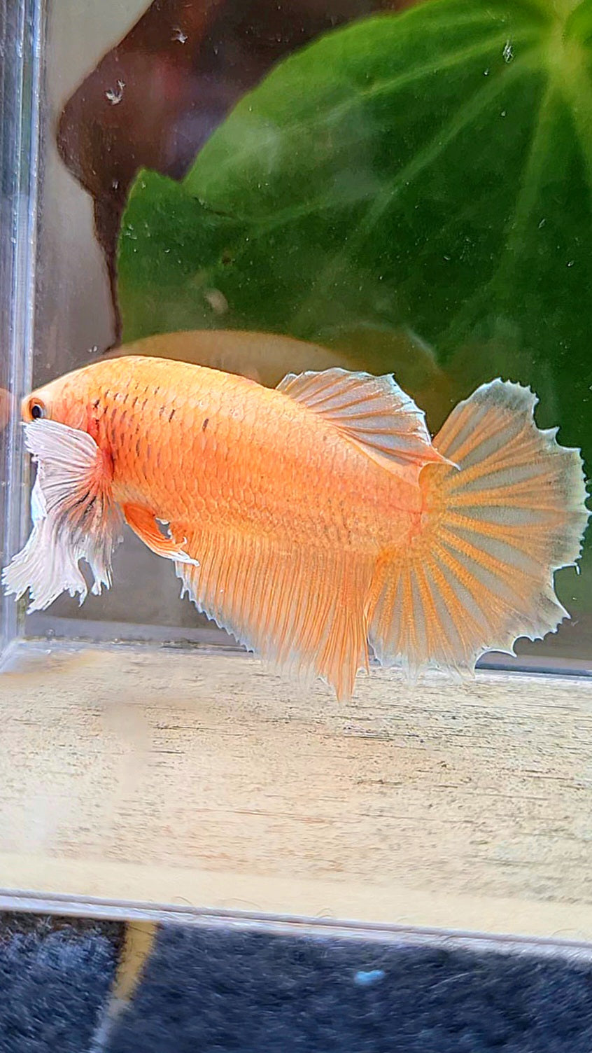 FEMALE HALFMOON DUMBO EAR ORANGE BETTA FISH
