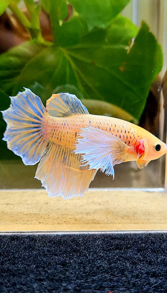 FEMALE HALFMOON DUMBO EAR YELLOW MASCOT BETTA FISH
