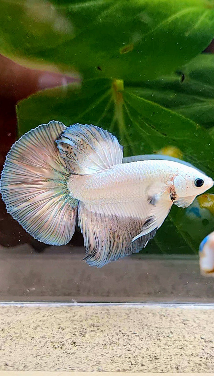 HALFMOON COPPER RIM BETTA FISH