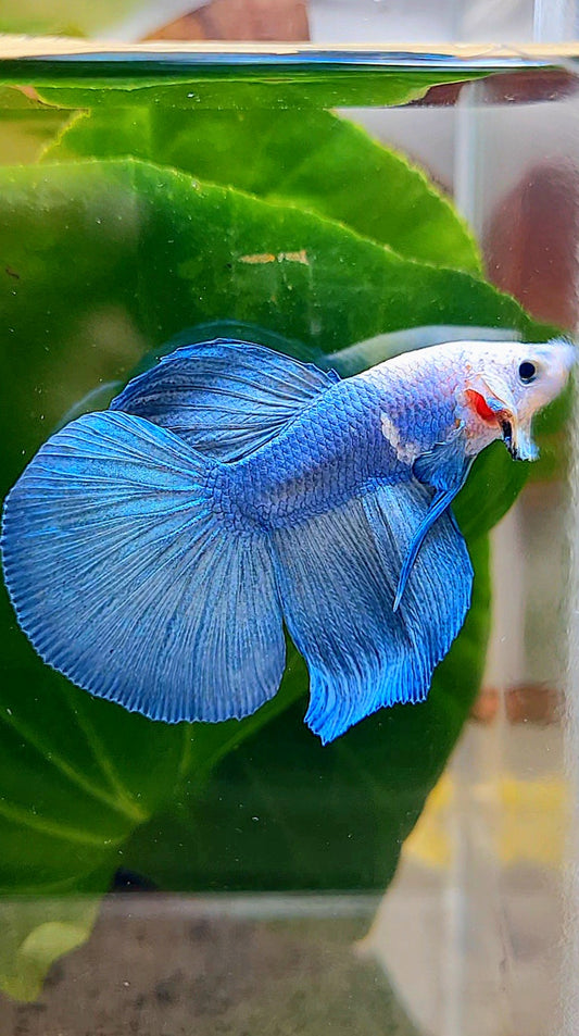 HALFMOON BLUE WHITE FACE BETTA FISH