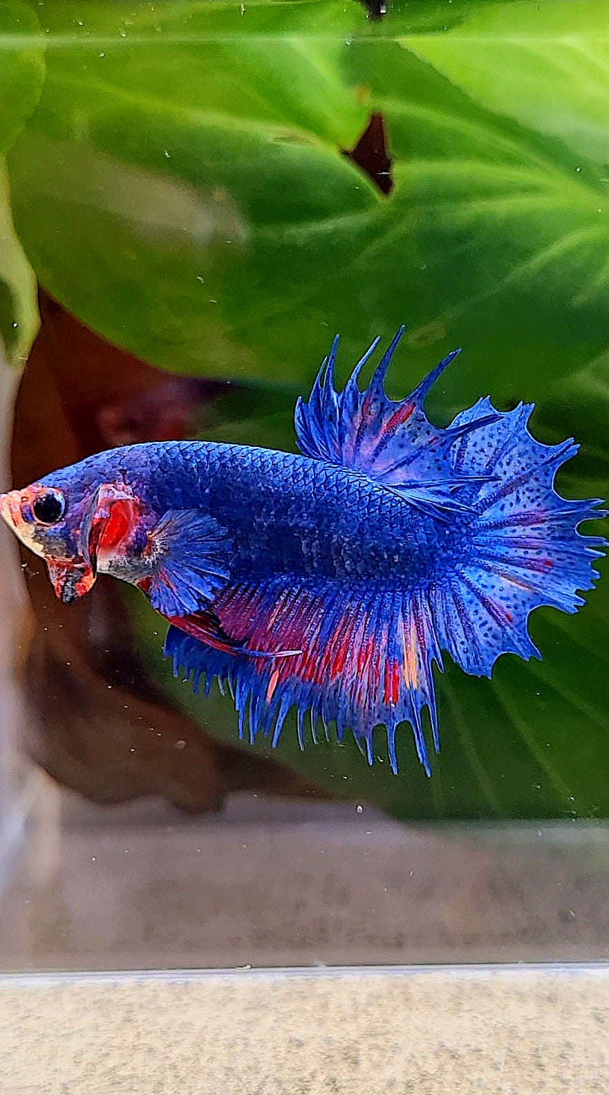 CROWNTAIL PLAKAT BLUE PINK FANCY BETTA FISH