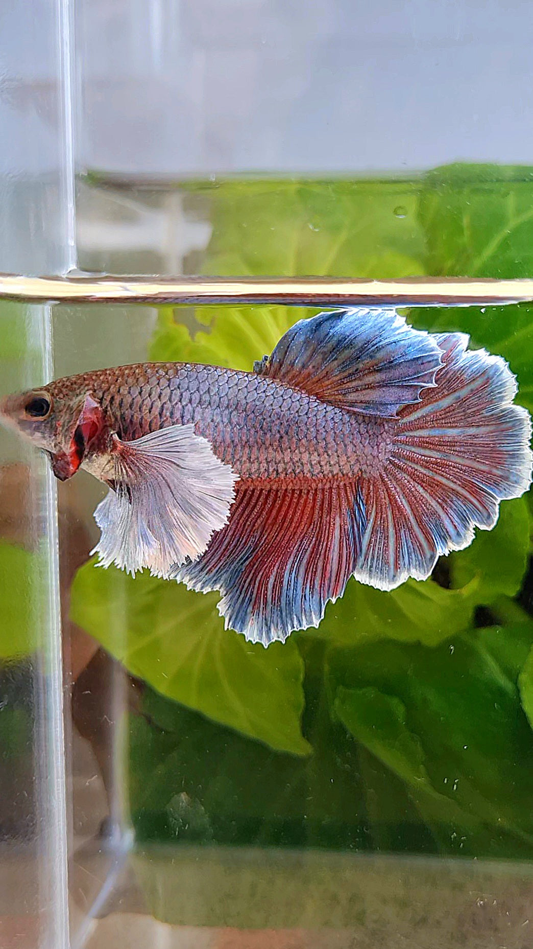 FEMALE HALFMOON ROSETAIL SUPER DUMBO EAR PURPLE BETTA FISH