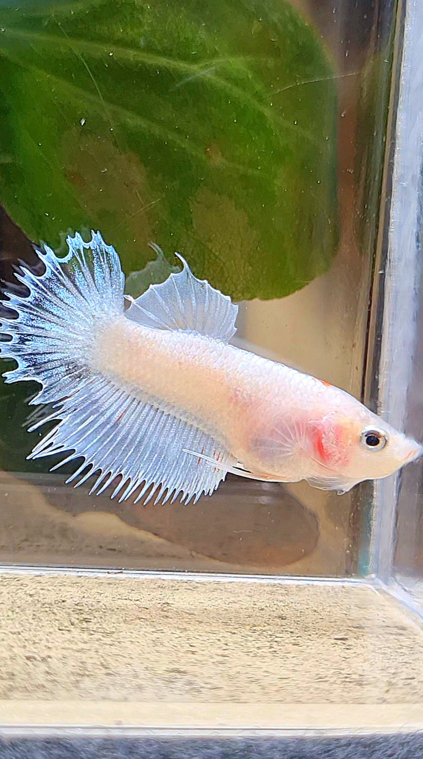 FEMALE CROWNTAIL PLAKAT WHITE CELLOPHANE BETTA FISH