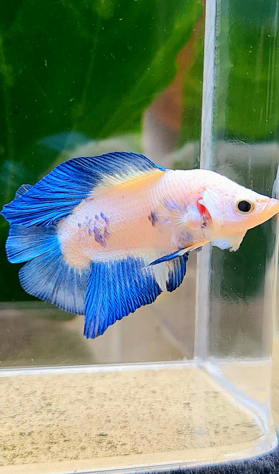 PLAKAT DOUBLETAIL SHORT BODY BLUE RIM BETTA FISH