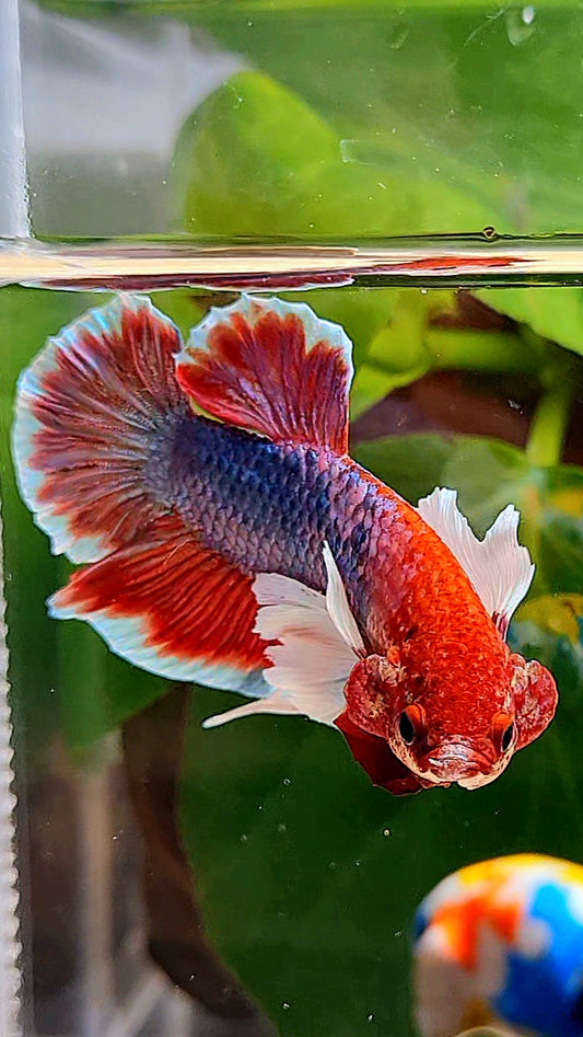 PLAKAT DUMBO EAR RED FANCY BETTA FISH