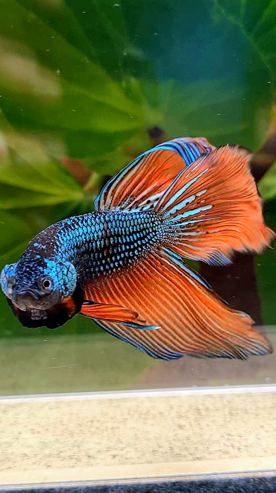 HALFMOON HYBRID BLUE ORANGE WILD BETTA FISH