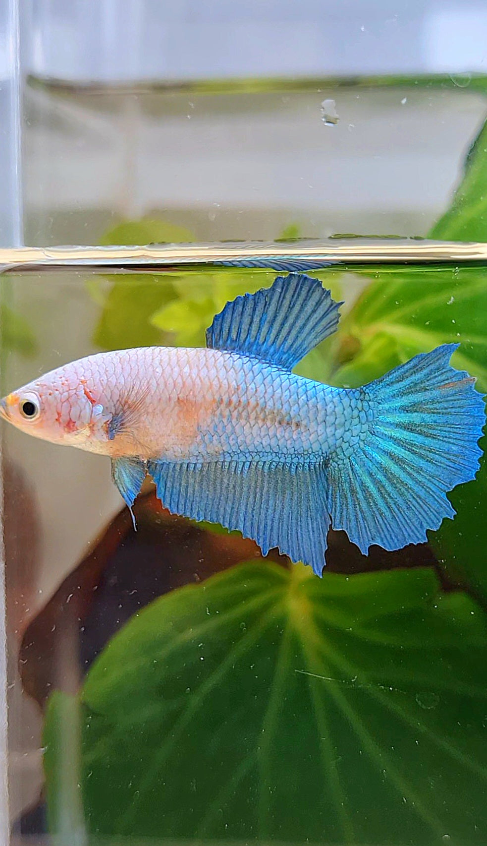 FEMALE HALFMOON BLUE WHITE FACE BETTA FISH