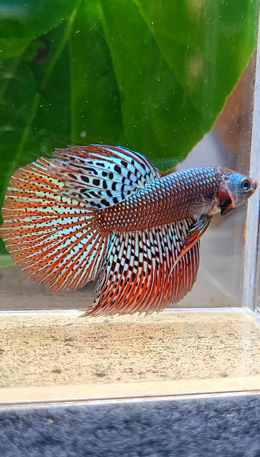 HALFMOON ALIEN HYBRID GREEN WILD BETTA FISH