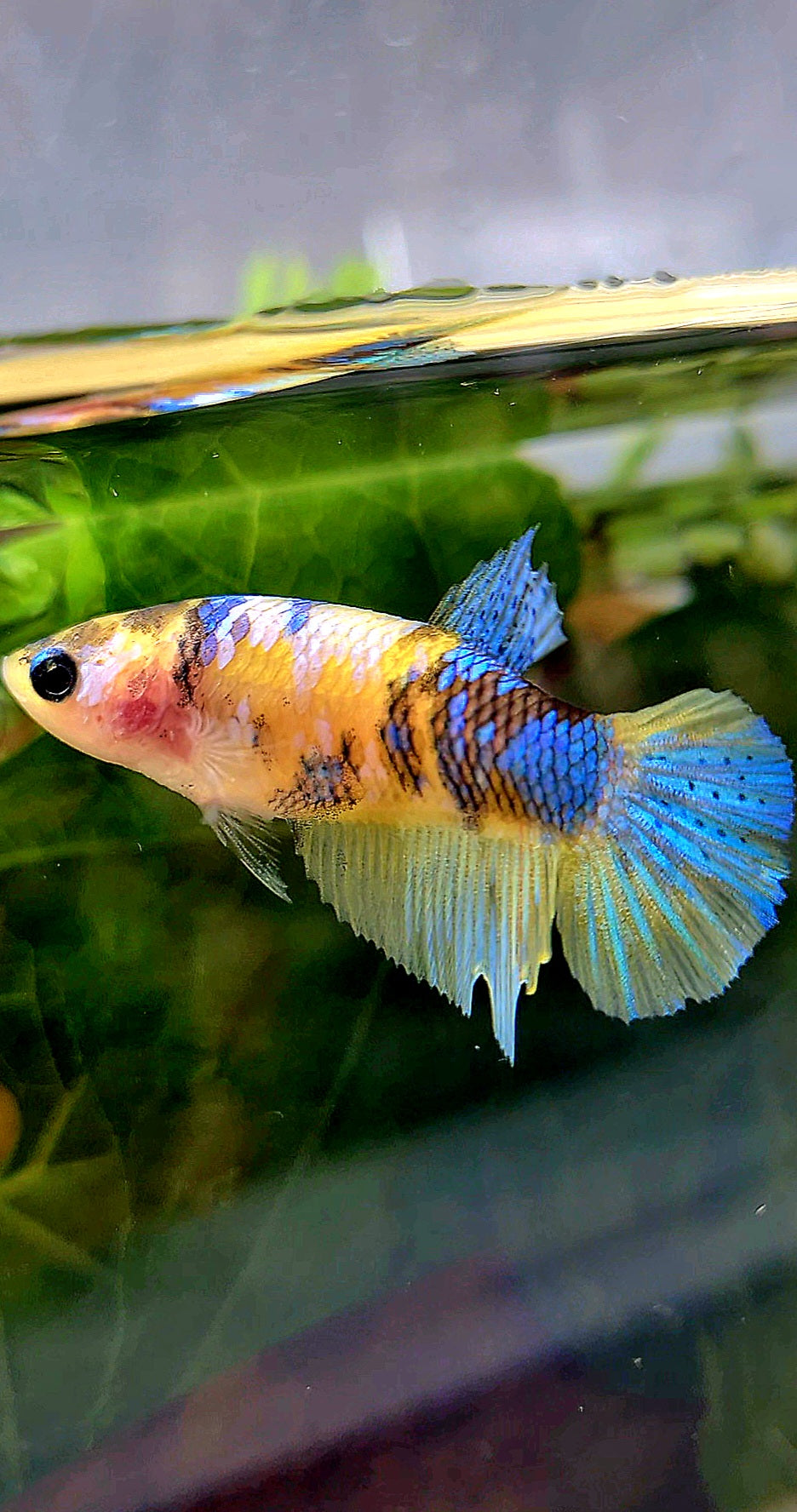 FEMALE HALFMOON YELLOW KOI GALAXY MULTICOLOR BETTA FISH