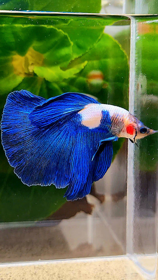 HALFMOON ROSETAIL BLUE RIM PANDA BETTA FISH