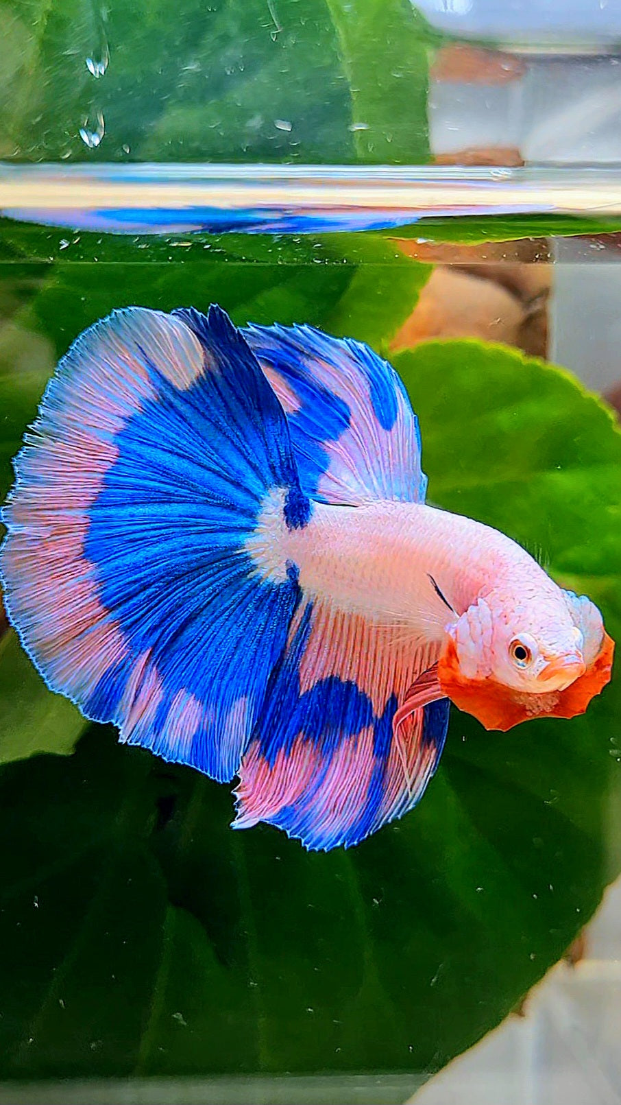 LUXURY HALFMOON ROSETAIL PINK FANCY FLAMINGGO BLUE BUTTERFLY BETTA FISH