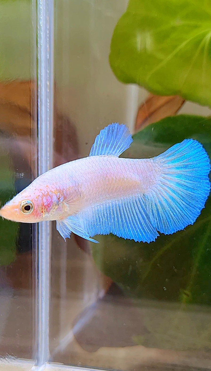 FEMALE HALFMOON BLUE RIM BETTA FISH