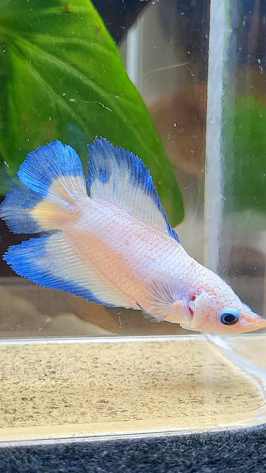 FEMALE HALFMOON DOUBLE TAIL BLUE RIM BUTTERFLY BETTA FISH